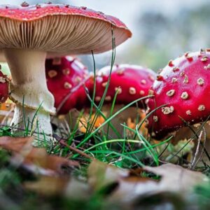 خصوصیات ظاهری قارچ های سمی