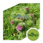 عرق باباآدم