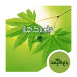 عرق برگ چنار