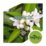عرق بهار نارنج ویژه