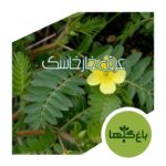 عرق خارخاسک