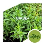 عرق مرزه